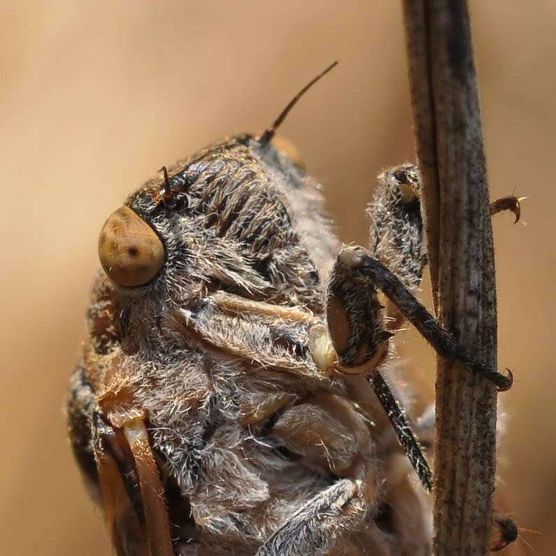 , Игорь ФУММ