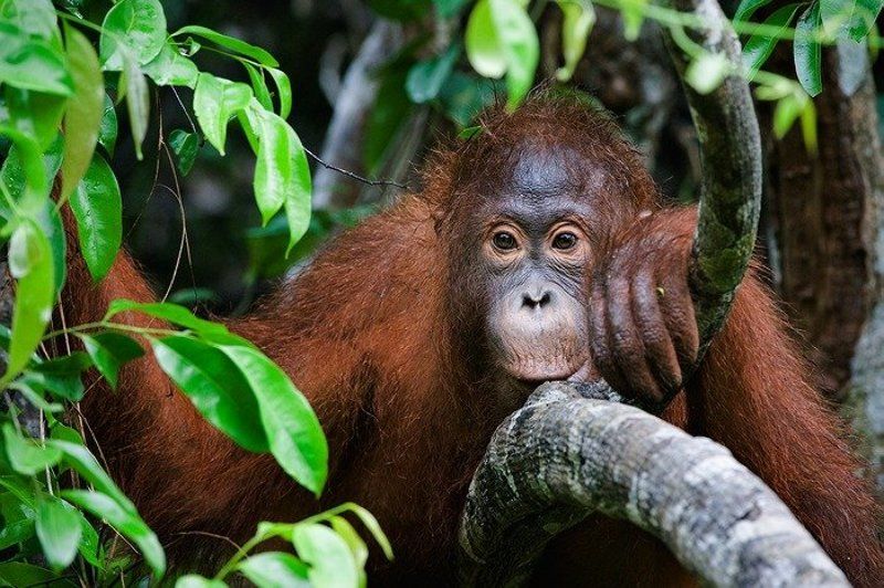 Wurmbii фото превью