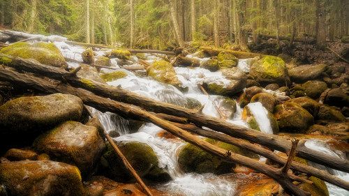 Попытка закосить под Шишкина