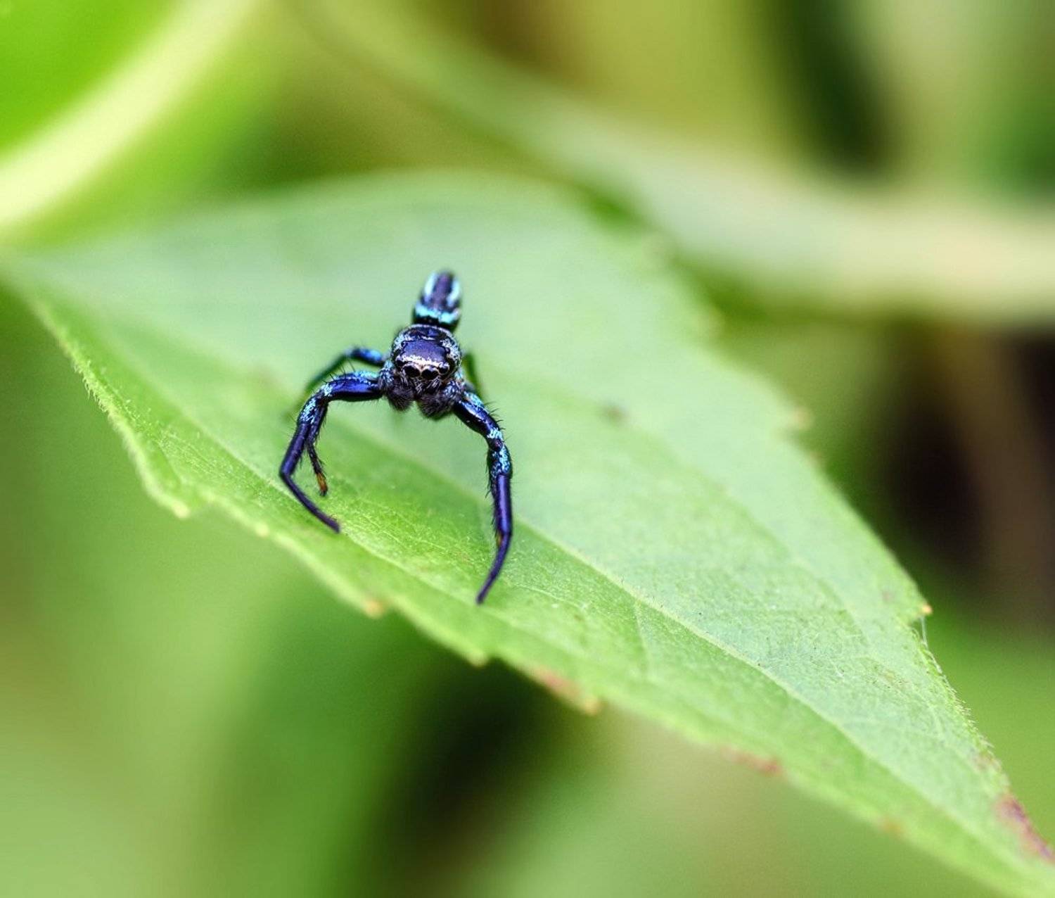 macro, closeup, макро,  gnilenkov, Alexey Gnilenkov