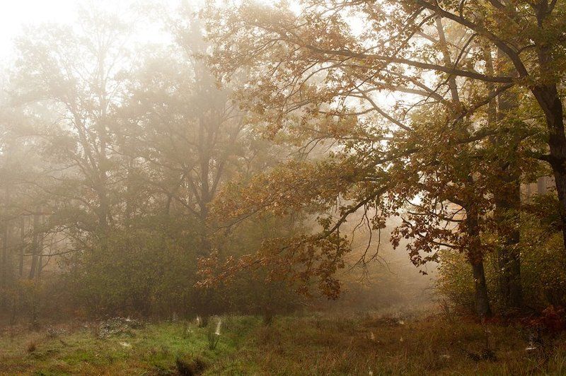 осень, лес, туман Indian summer фото превью