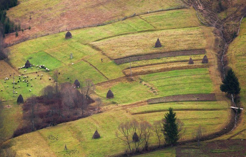 карпаты, осень, овцы, пастух ...Овцепас... фото превью