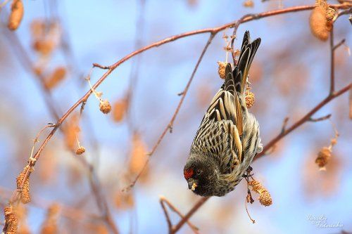 Красношапочки