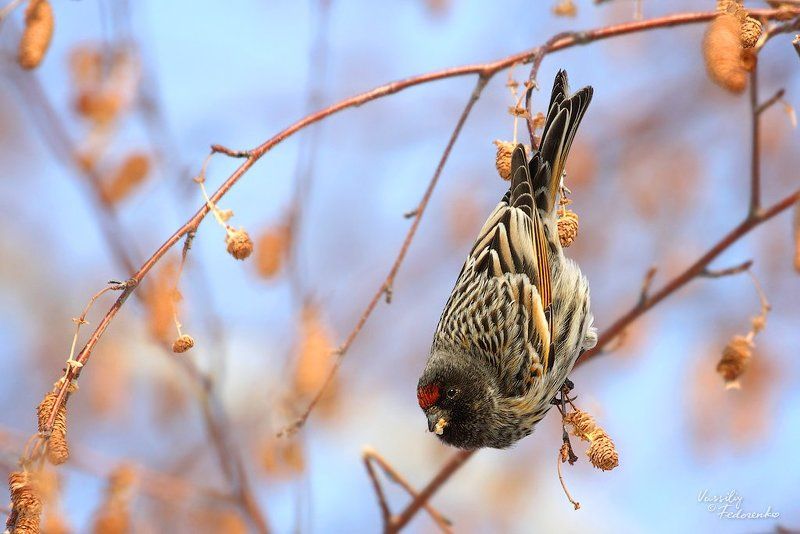 красношапочный, вьюрок, serinus, pusillus, птицы Красношапочки фото превью