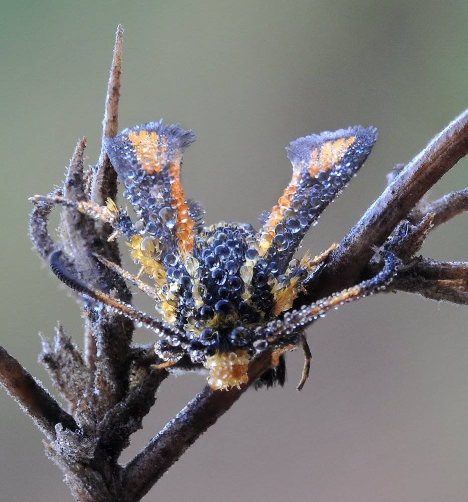 , Игорь ФУММ