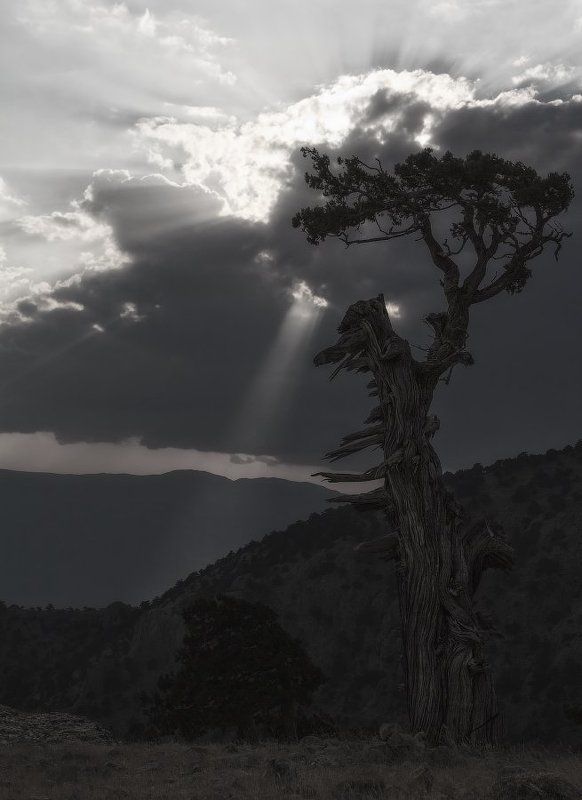 Чудище. фото превью