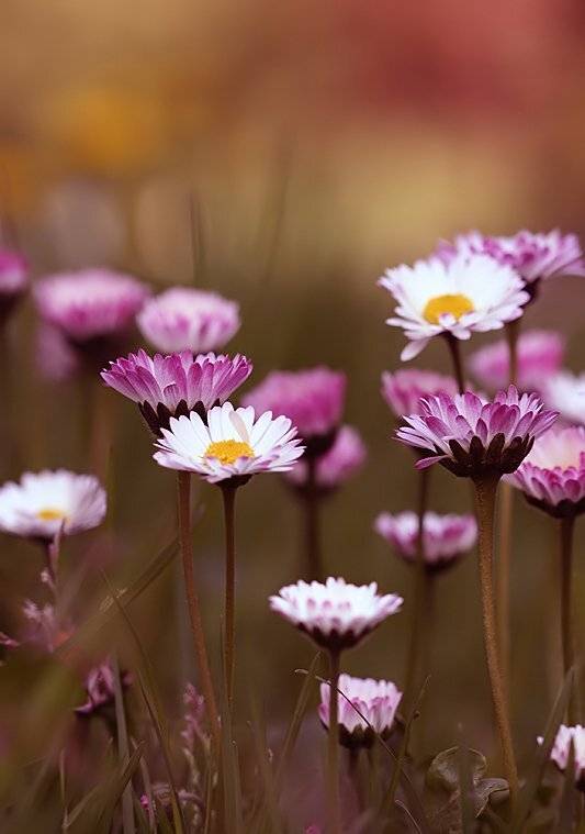 , Kasia Mycatherina Pietraszko