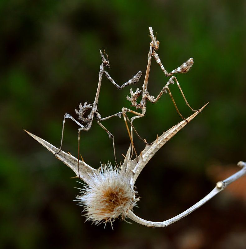 АП! И ТИГРЫ У НОГ МОИХ СЕЛИ! фото превью