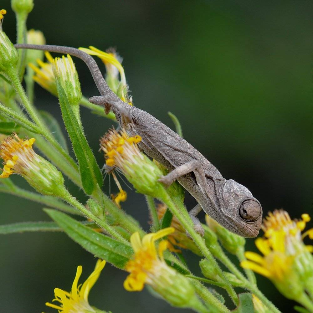 , Игорь ФУММ