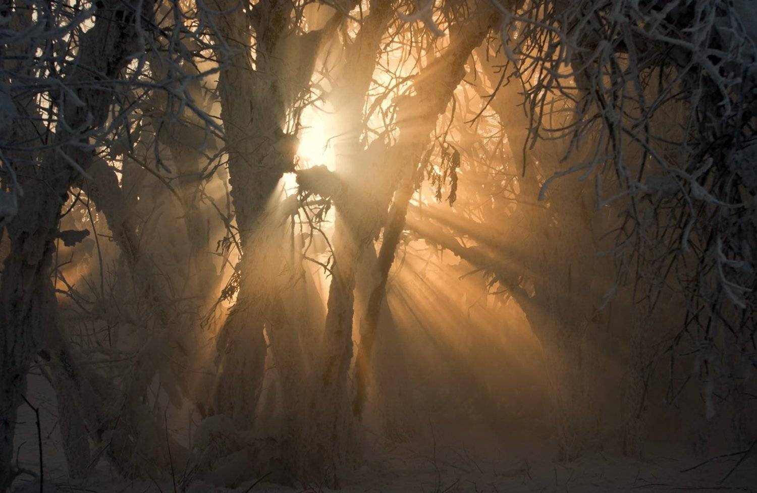 свет, солнце, Криволуцкий Игорь