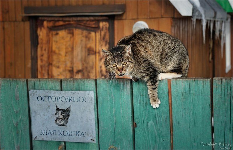 Бывает и такое! фото превью