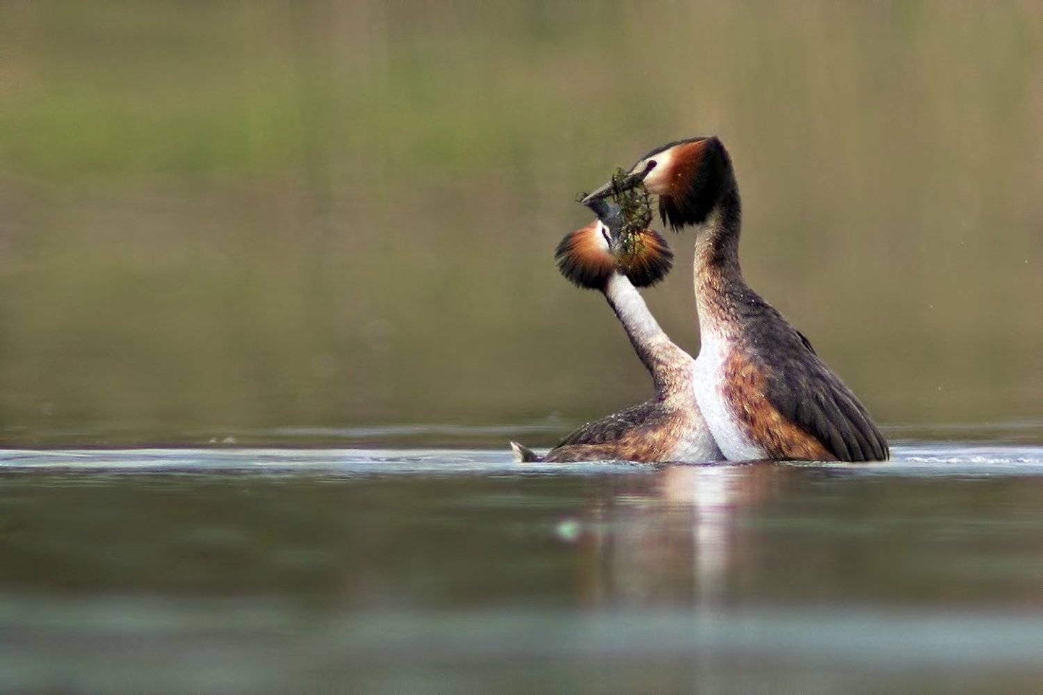 чомга, , , голям, гмурец, , , podiceps, cristatus, , , great, crested, grebe, Евгени Стефанов