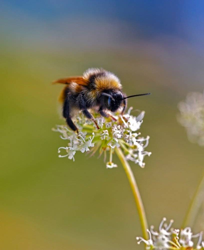 macro, closeup, макро,  gnilenkov, Alexey Gnilenkov