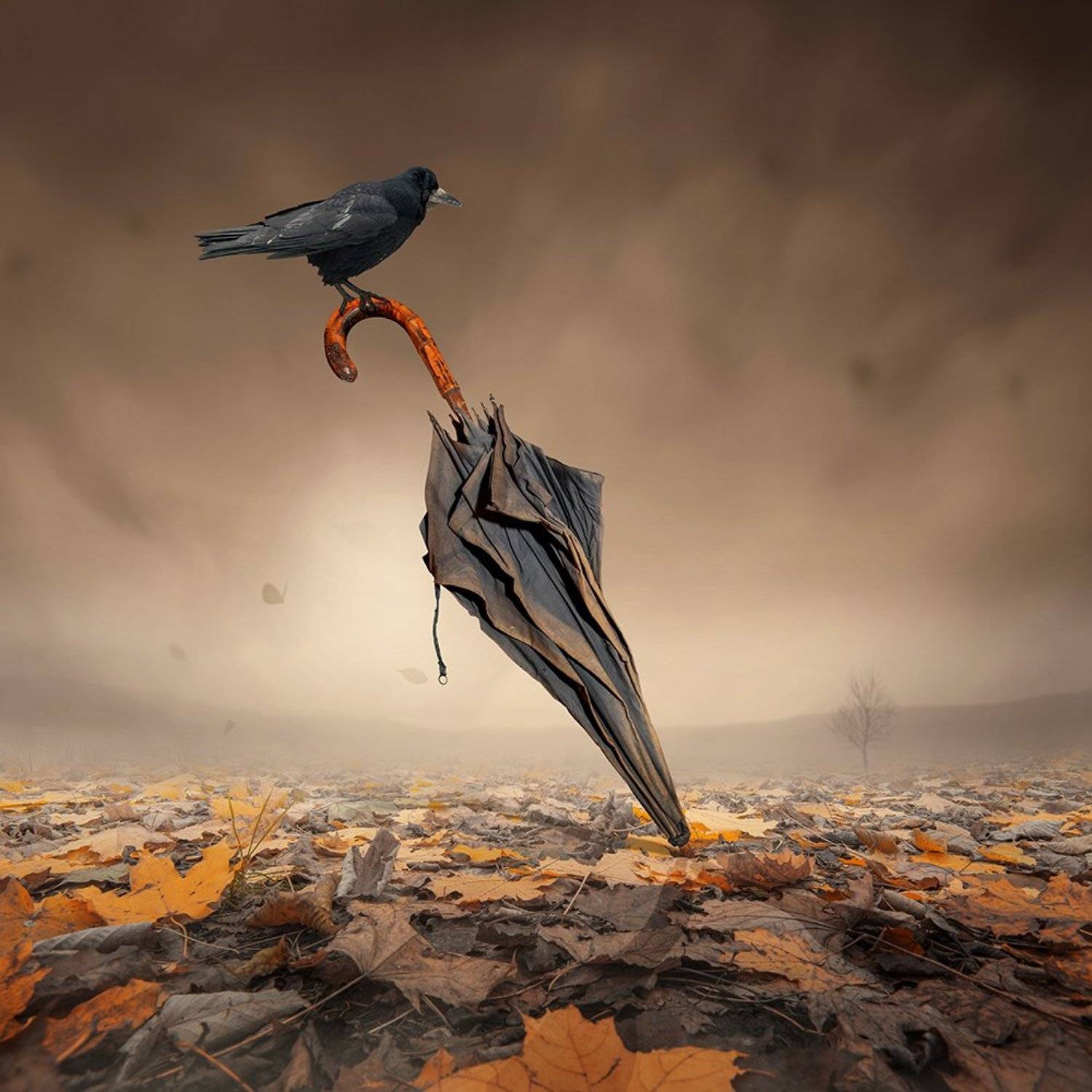 sky, light, old, tree, golden, leaf, shadow, crow, ground, manipulation, photoshop, flash, age, psd, umbrela, tutorials, Caras Ionut