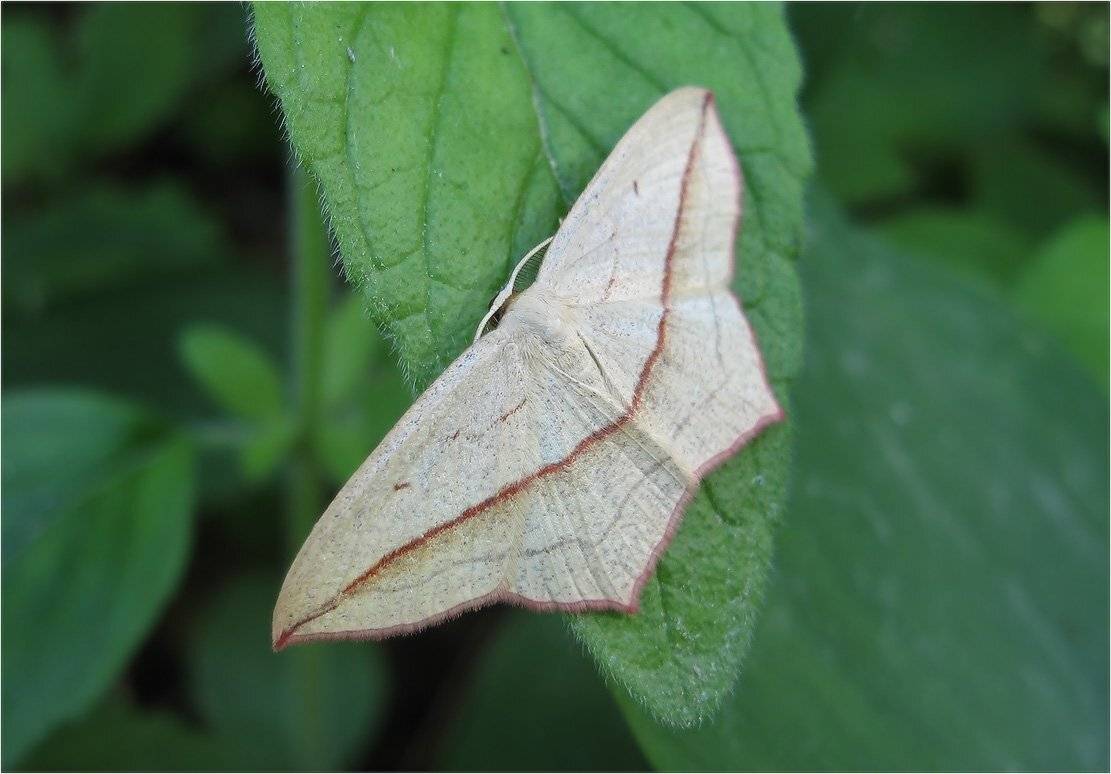 бабочка, КарОл