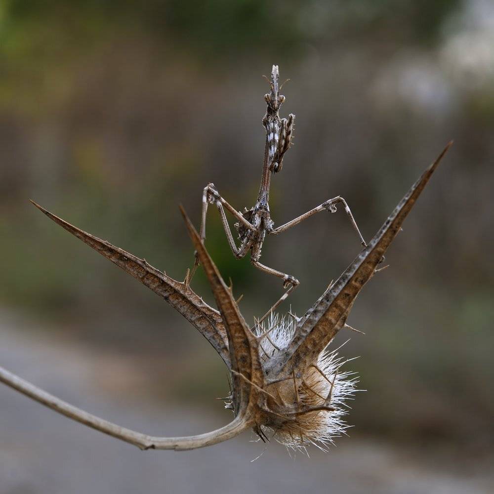 , Игорь ФУММ