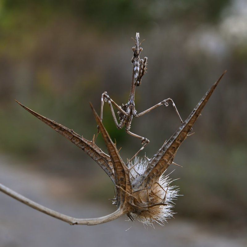 КАРАТЭ.ШКОЛА БОГОМОЛА.ЭМПУЗА. фото превью