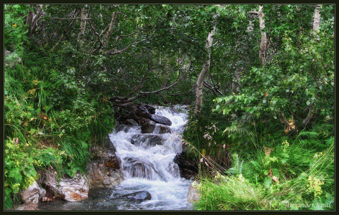 ручей, берёзы, Александр Круль