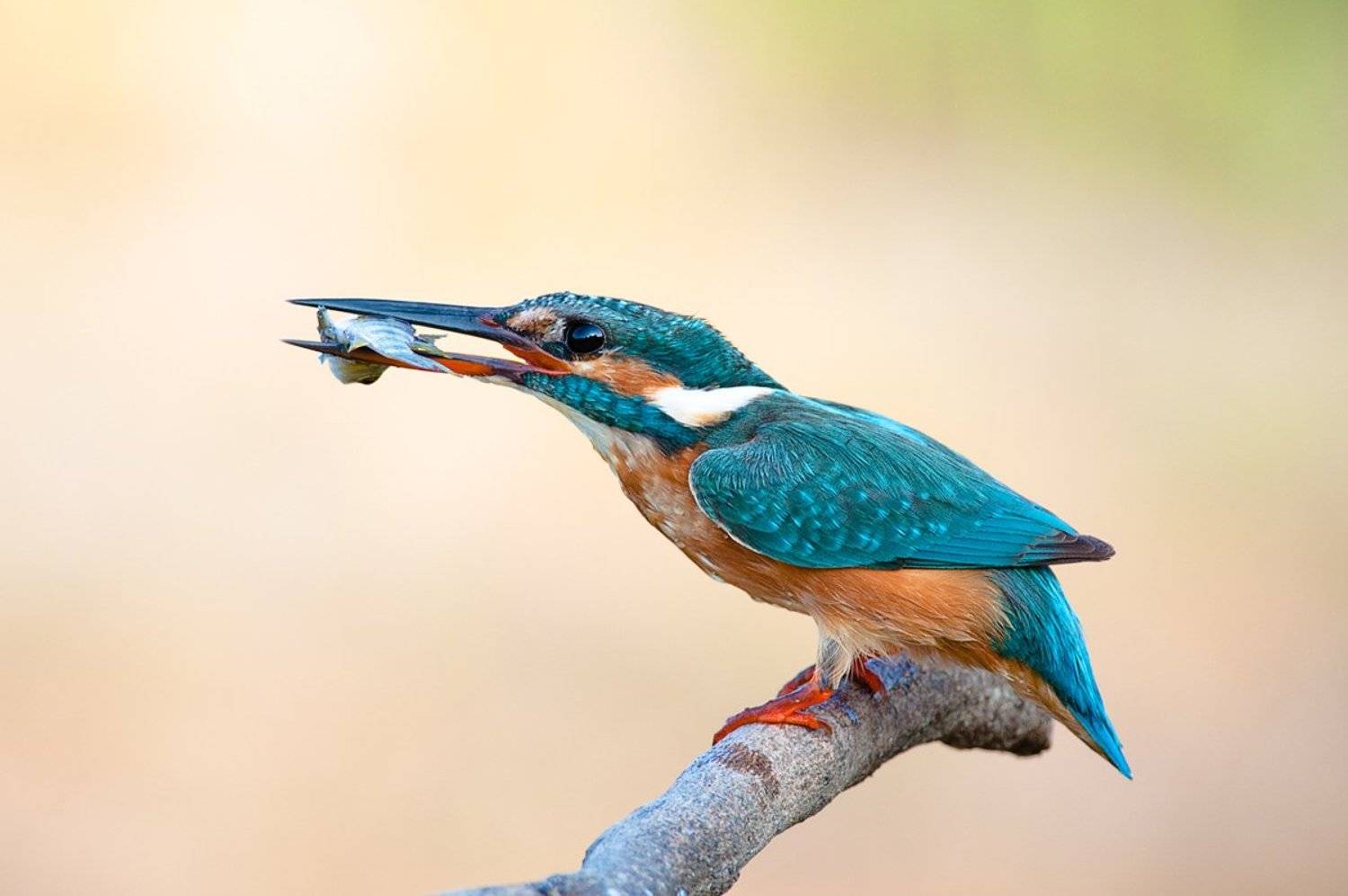 , Наум Пятов