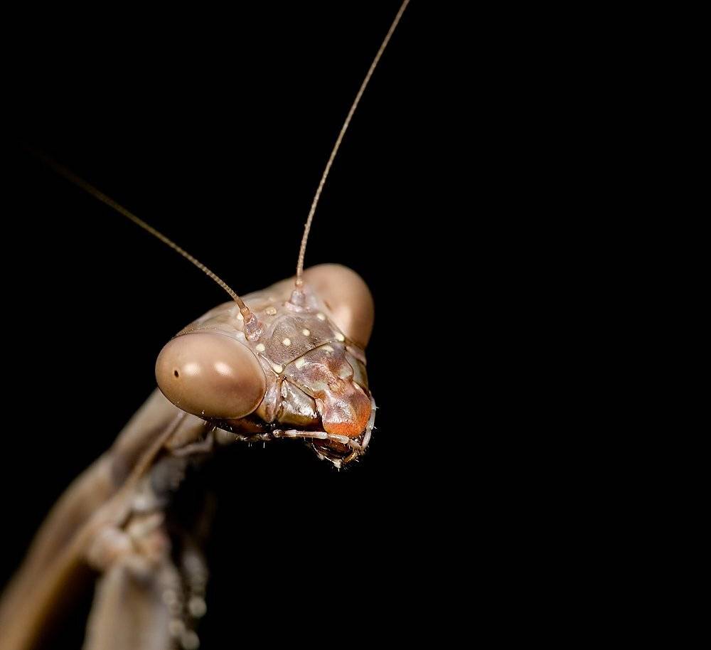 , Игорь ФУММ