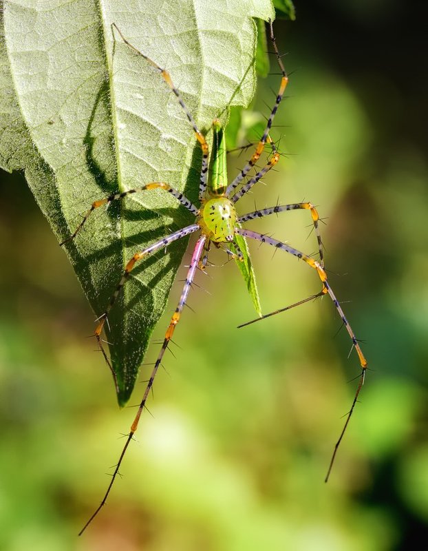 macro, closeup, макро,  gnilenkov *** фото превью