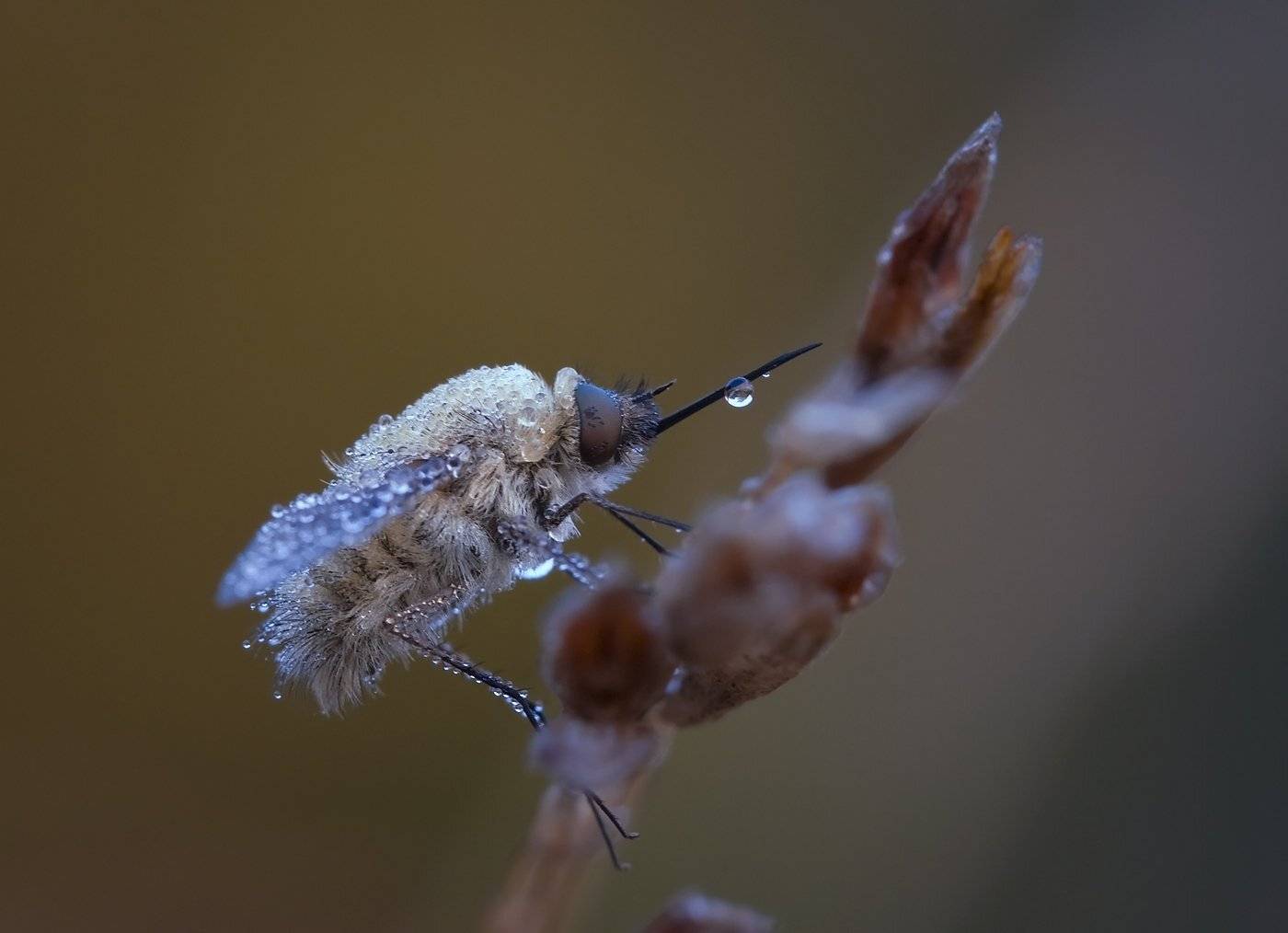 жужжало, Андрей Канышев