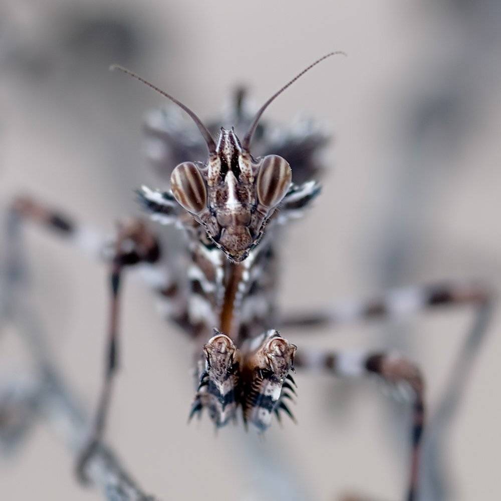 , Игорь ФУММ