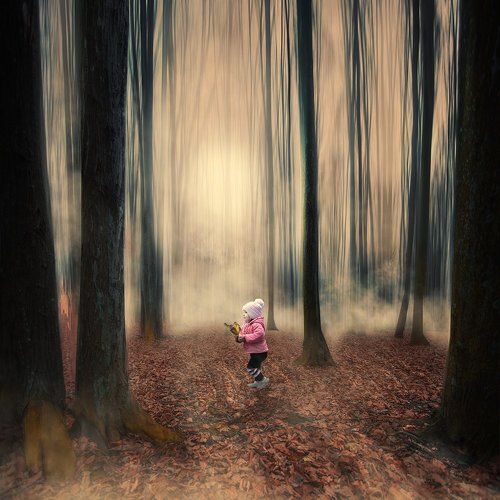 The forest surrounded by fog