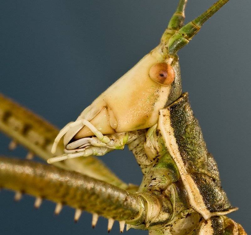 , Игорь ФУММ