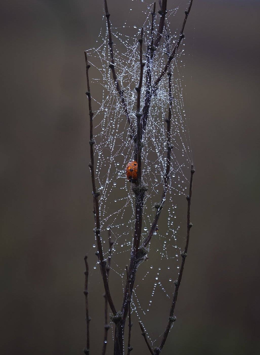, Андрей Канышев