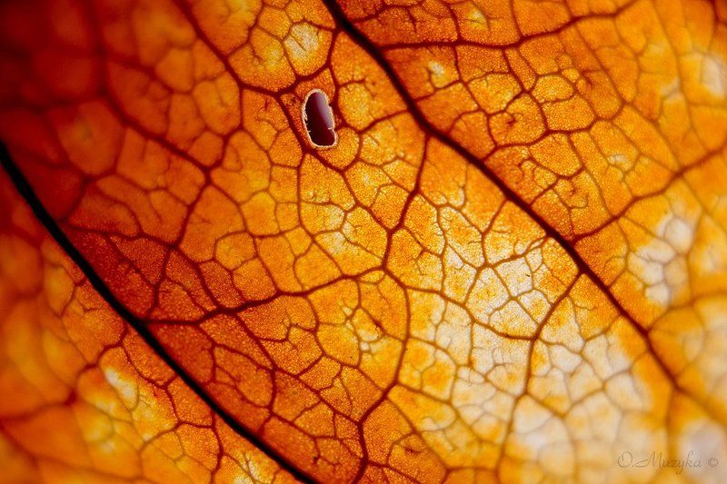 ### фото превью