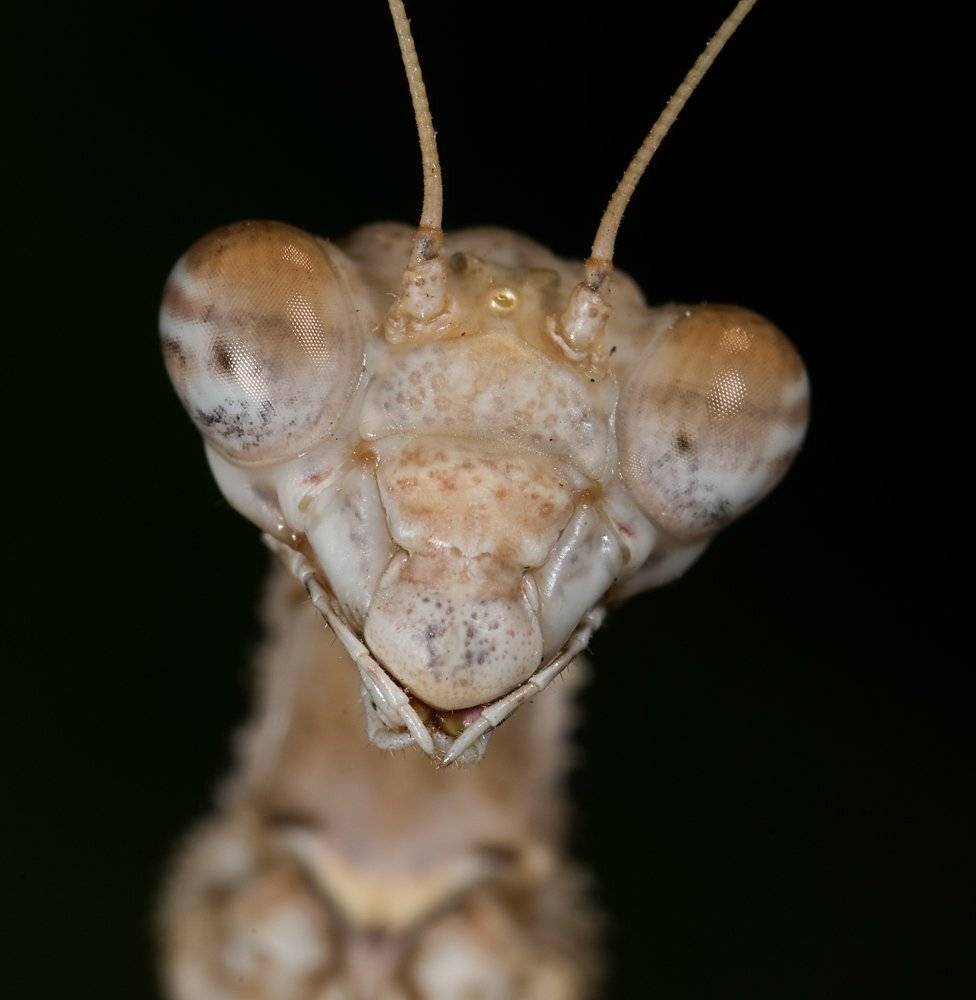 , Игорь ФУММ