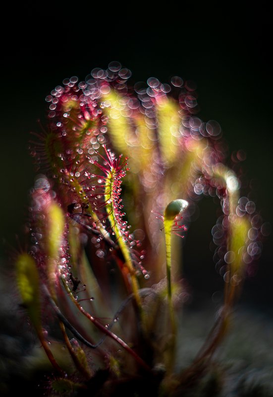 Bokeh master фото превью