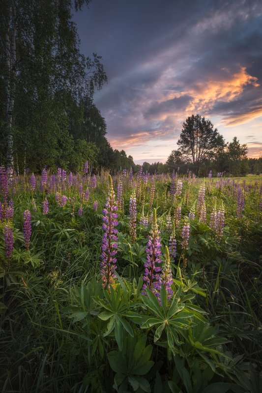 wildflower meadow sunrise dusk sky clouds light Poland Podlasie Lupine dizziness... фото превью
