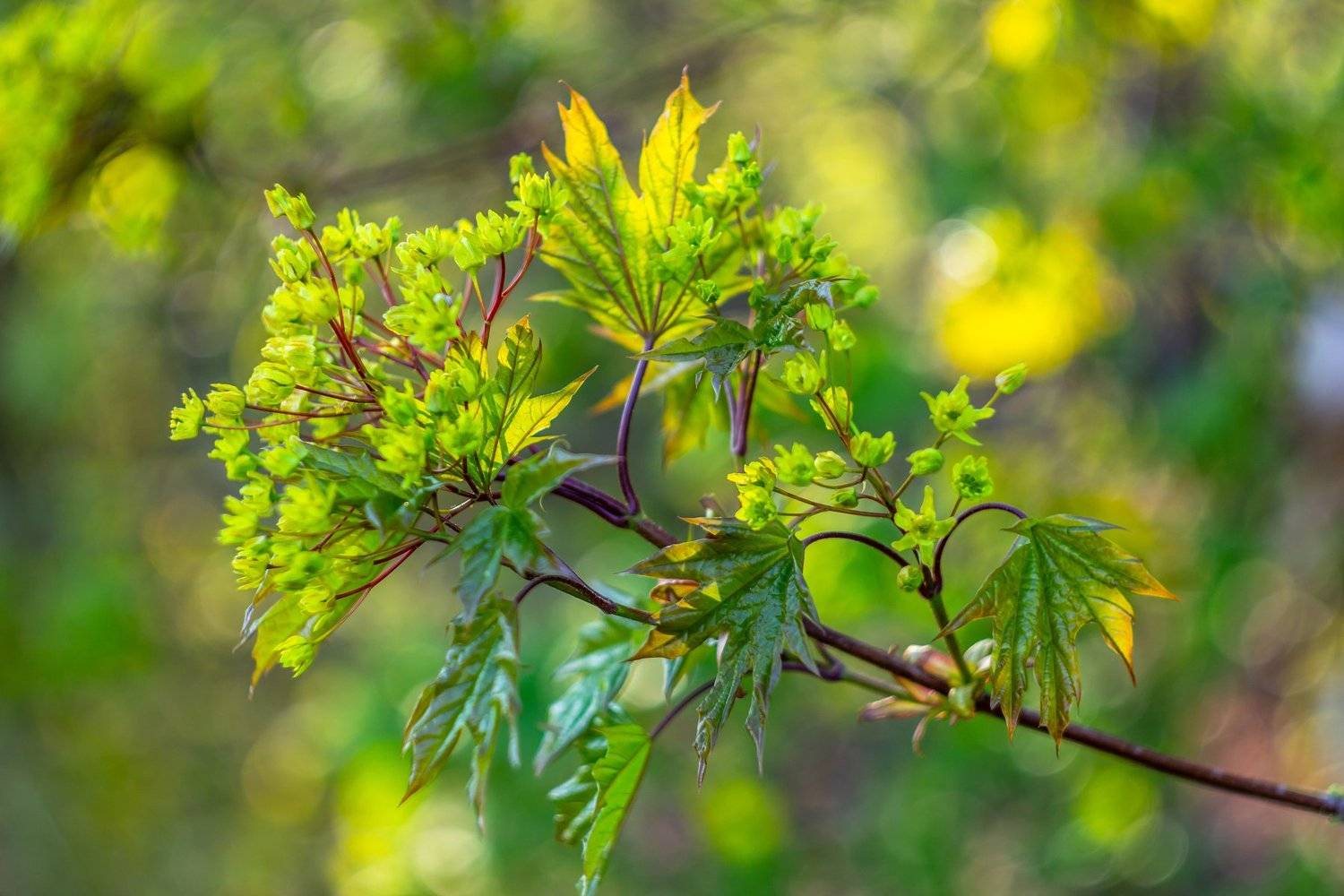 клён, весна, листья, лес, Руслан Востриков