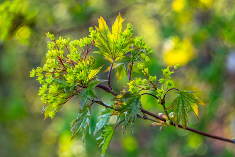 клён, весна, листья, лес  фото превью