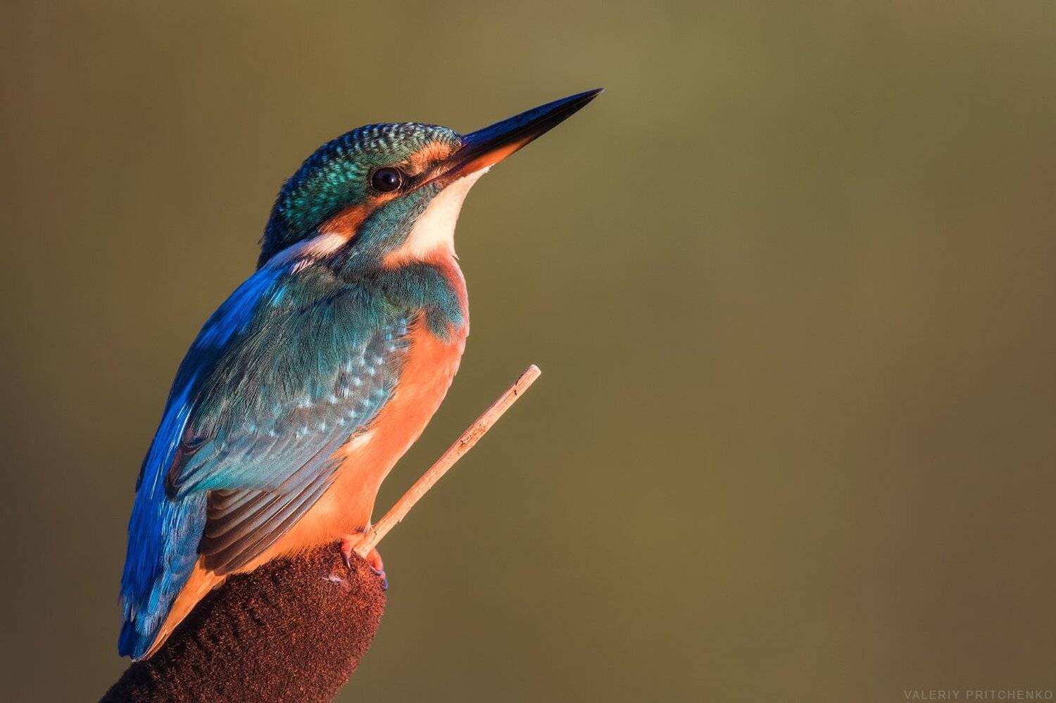 kingfisher, bird, nature, зимородок, птицы, природа, Валерий Притченко