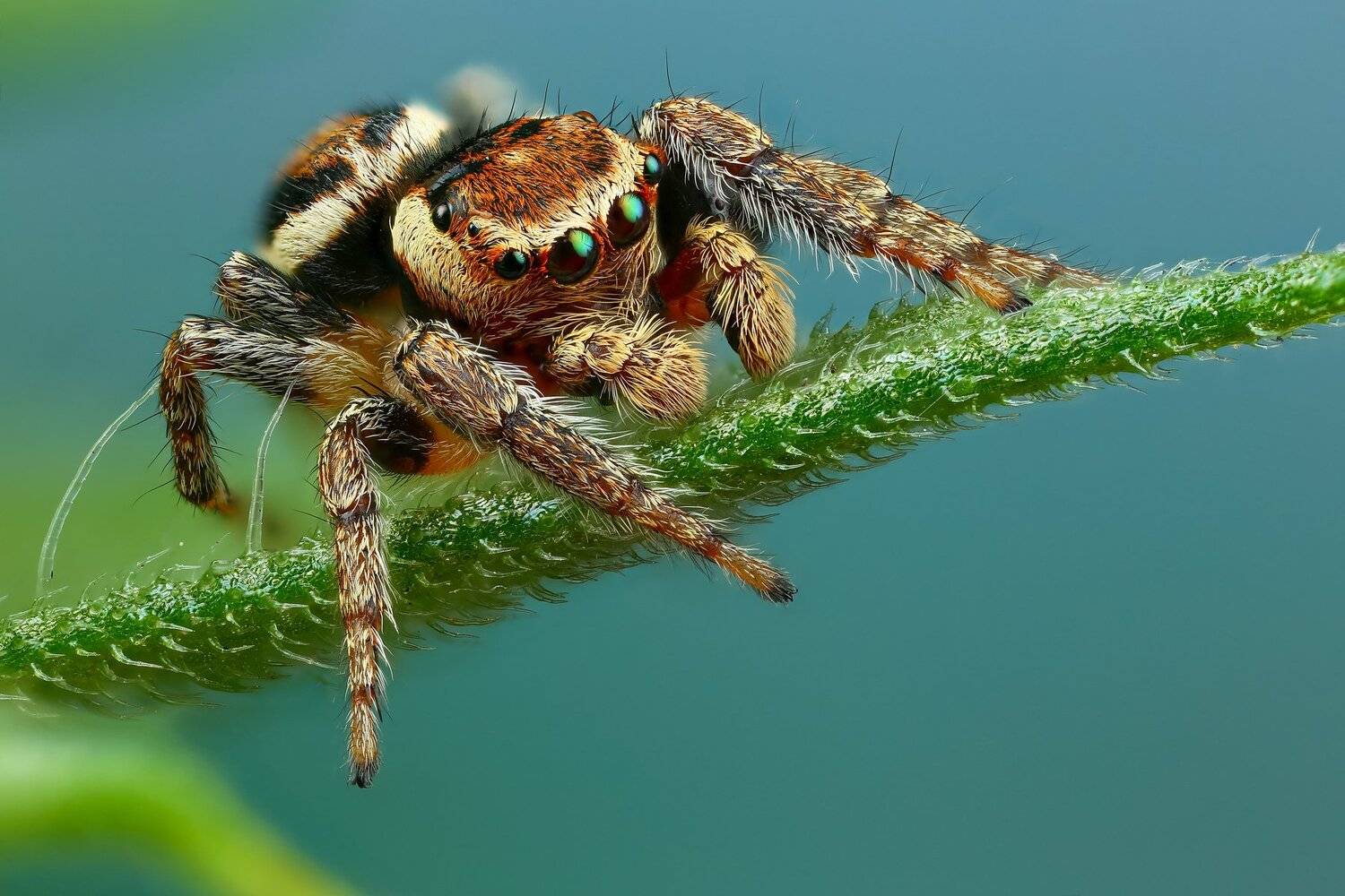 паук,макро,природа,растение,цвет,синий,животное, Андрей Шаповалов