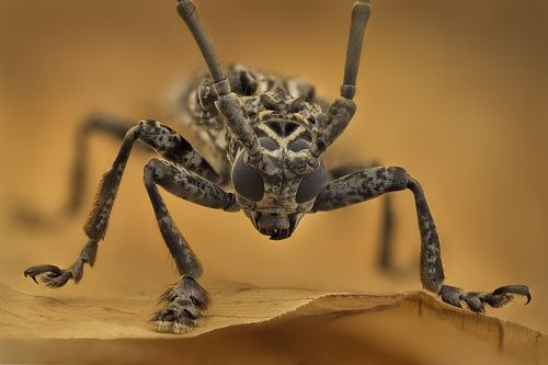 Phrynetopsis Fuscicornis