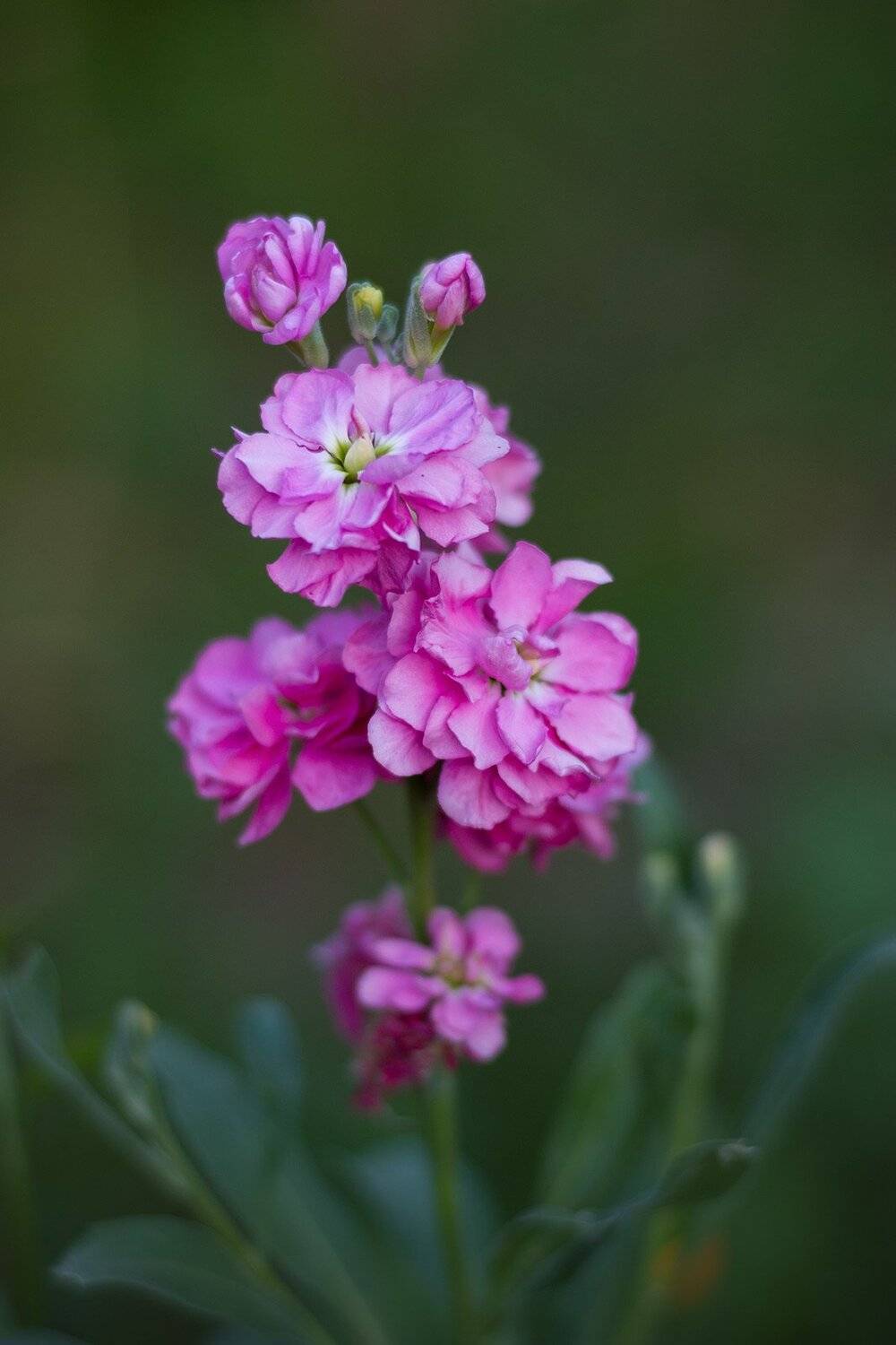 , Александр