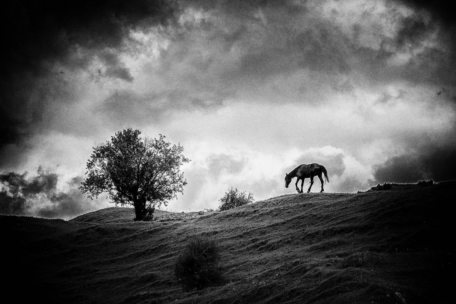 , Ахмат Байсиев