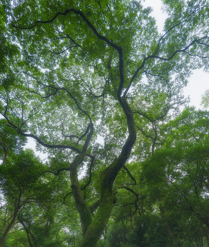 森林 фото превью