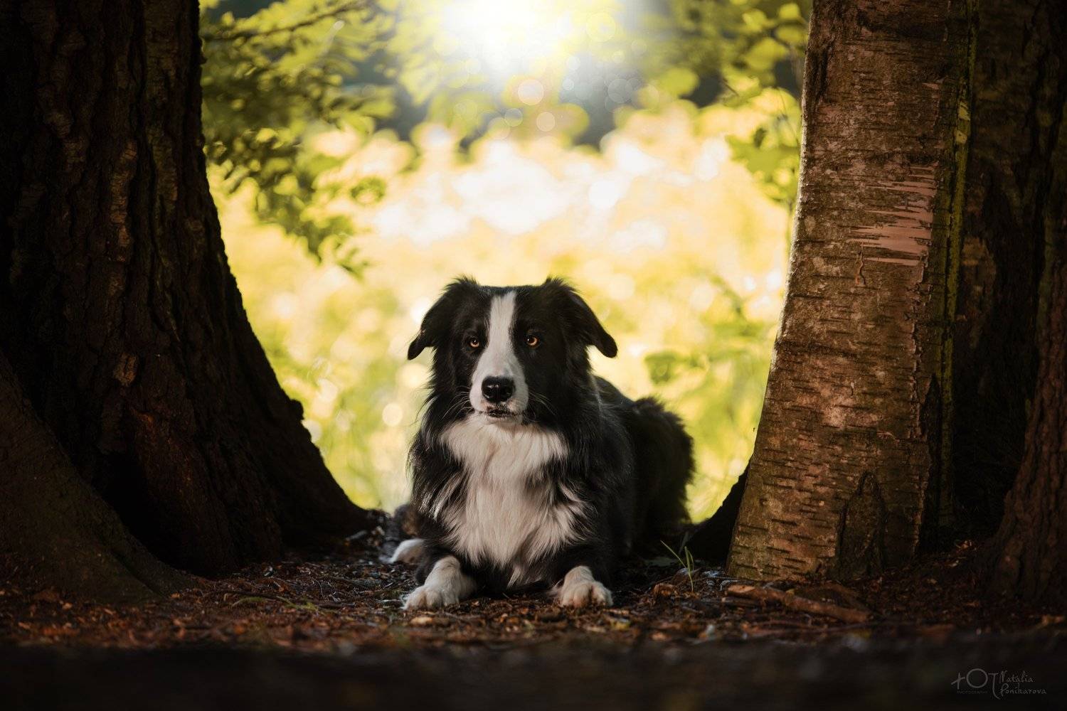 , Наталия Поникарова