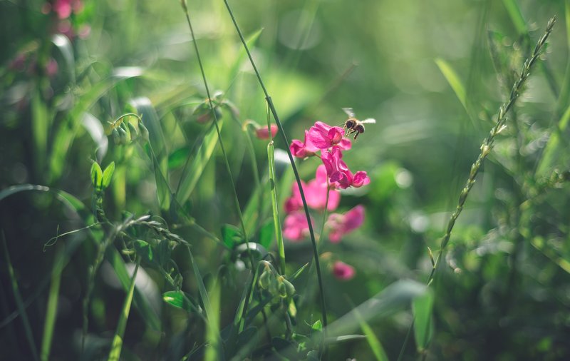 in the meadow.... фото превью