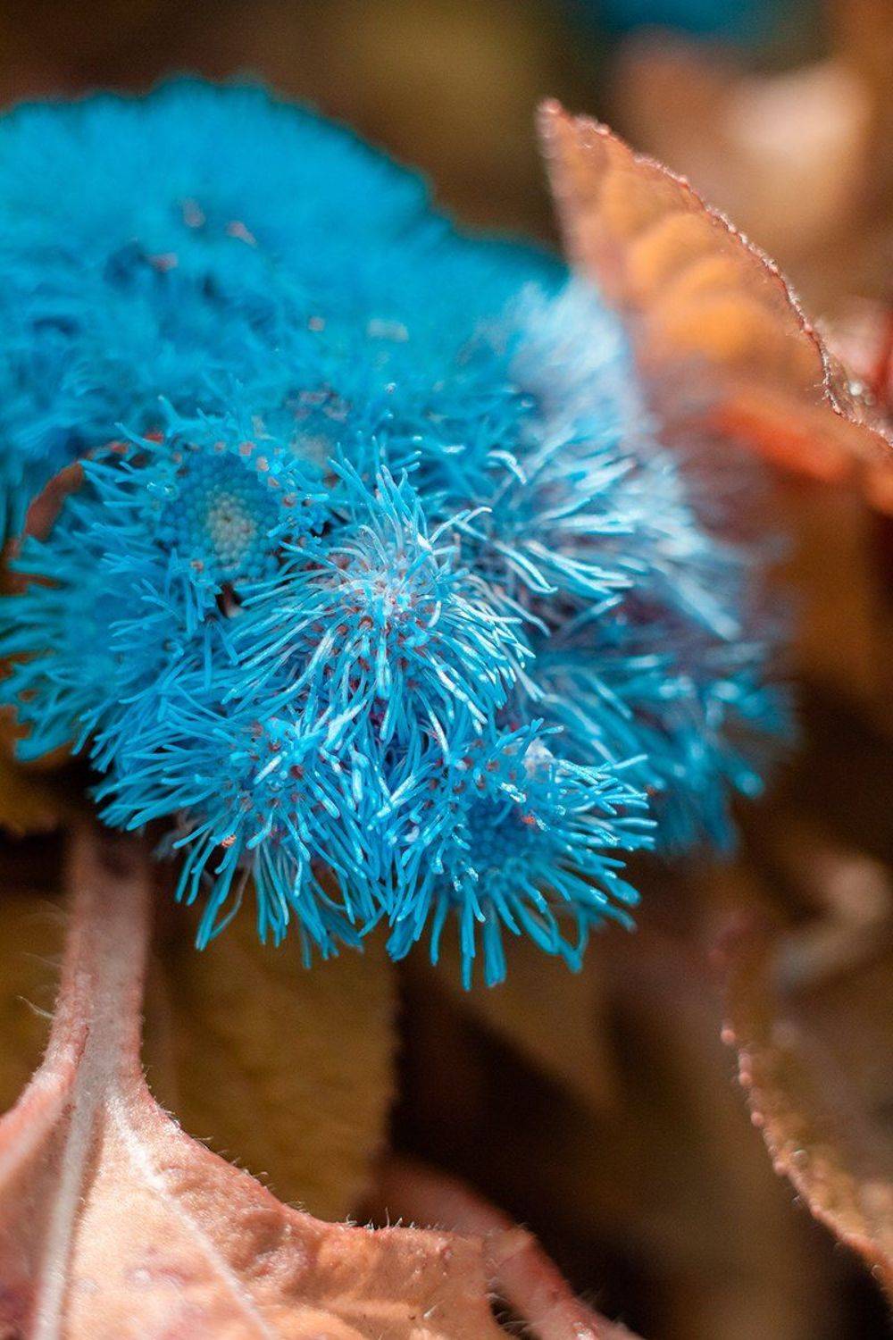 макро, цветок, природа, растение, макромир, максросъёмка, лето, цвет, Дмитрий Гусалов