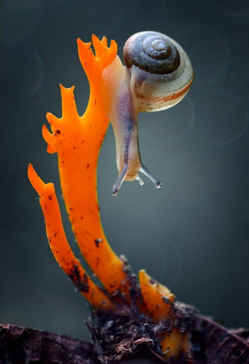 , Галина Горькавая