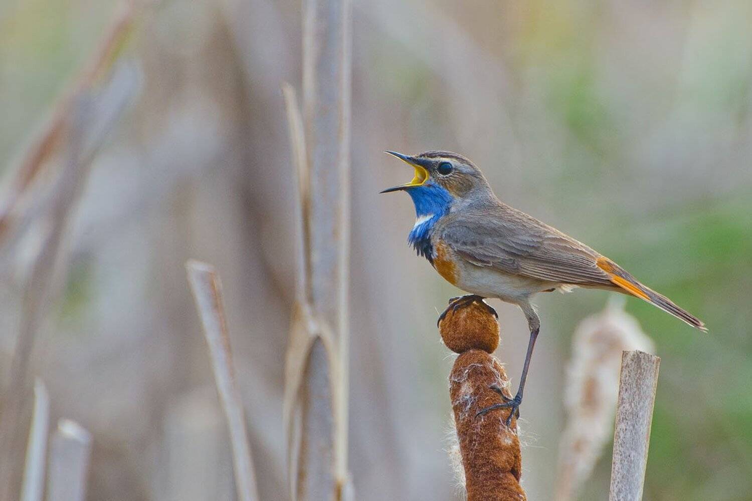 птица, варакушка, Михаил Агеев