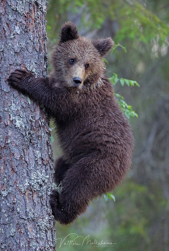 Ну и где этот фотограф? фото превью