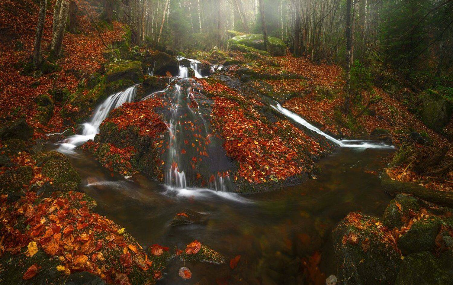 landscape nature scenery forest wood mist misty fog foggy longexposure mountain vitosha bulgaria туман лес, Александър Александров