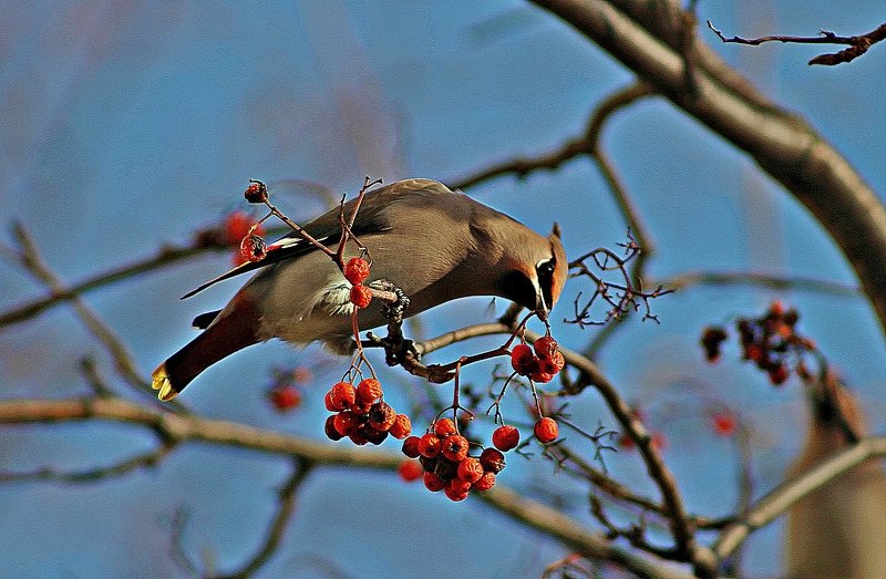 птицы,фото животных Свиристель. фото превью